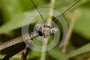 A head shot close up macro lens image of an adult Carolina mantis on a plant.