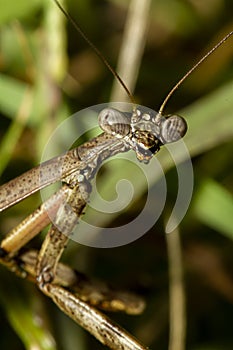 A head shot close up macro lens image of an adult Carolina mantis  on a plant.