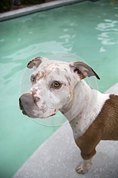 Head shot close up portrait of a dog by the pool