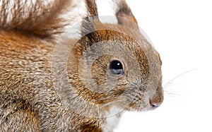 Head shot, Close-up of a Red squirrel in front of a white background
