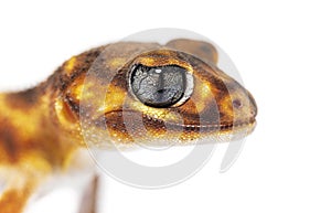 Head shot, close-up of a Three-lined knob-tailed gecko head