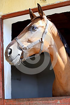 Head shot close up of a young sport horse