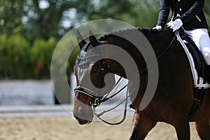 Head shot closeup of a dressage horse during competition event