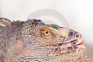 Head shot closeup of iguana in natural forest
