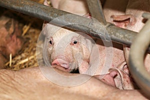 Head shot closeup of a newborn piglet
