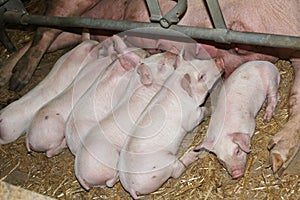 Newborn piglets suckling their mother at the pig factory