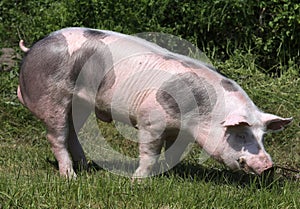 Head shot closeup photo of a beautiful young pig outdoors