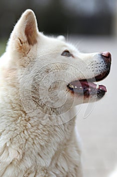 Head shot closup of a young japanese akita inu dog