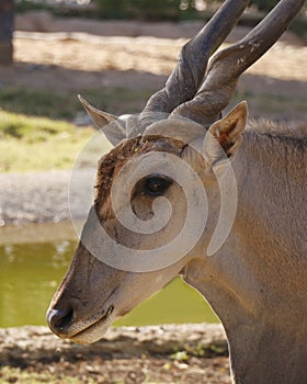 head shot of common eland (Taurotragus oryx), also known as the southern eland or eland antelope