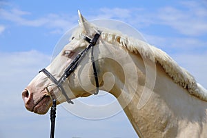 Head shot of a cremello horse with bridle against blue sky background