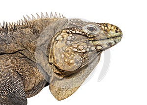 Head shot of a Cuban rock iguana, Cyclura nubila, isolated on white