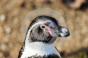 Head shot of a curious Humbolt penguin photo