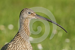 A head shot of a Curlew Numenius arquata.