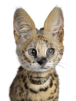 Cute 6 months young Serval cat kitten, Isolated on white background.