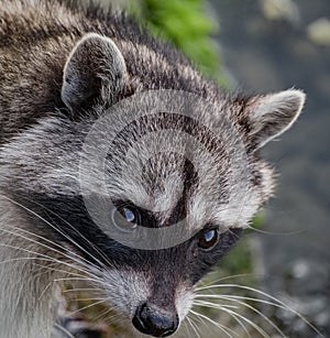 Head shot of cute Raccoon. Eye to eye with Raccoon Procyon lotor, also known as the North American raccoon