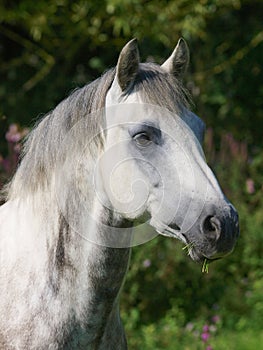 Grey Horse Head Shot