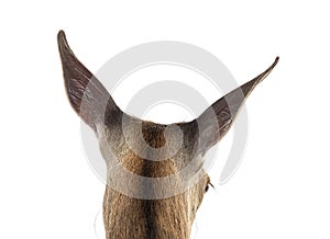 Head shot on a doe, detail on the ears, Female red deer