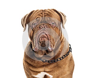 Head shot of a Dogue de bordeau wearing a dog, isolated on white