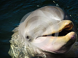 Head shot of a dolphin in the ocean