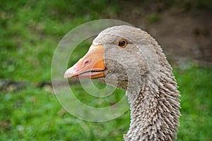 Head Shot of Domestic Goose