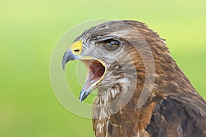 Head shot of a Eurasian Buzzard Buteo buteo Bird of Prey