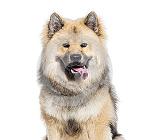 Head shot of a Eurasier dog panting, isolated on white