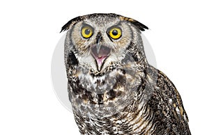 Head shot of a Expressive and angry owl bird, isolated on white