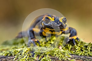 Head shot of Fire salamander newt in natural setting
