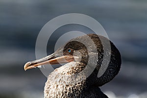 Head shot of a Flightless Cormorant Phalacrocorax harrisi, Fernandina Island, Galapagos Islands, Ecuador