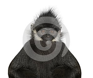head shot of a FranÃ§ois\' langur, Trachypithecus francoisi, primate, isolated on white