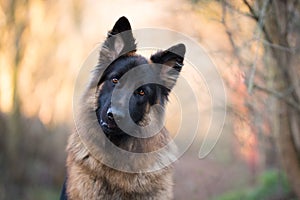 Head shot of german shepherd in spring morning sun