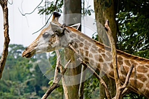 Head shot of Giraffe