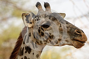 Head shot of a Giraffe`s face