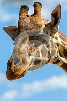 A head shot of a giraffe smirking with copy space on 3rd of April 2018