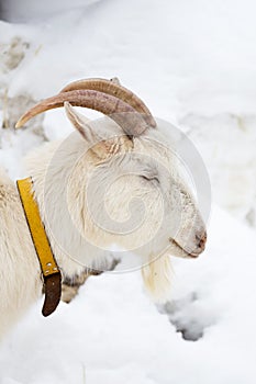 Head shot of a goat