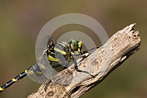 A head shot of a Golden-ringed Dragonfly, Cordulegaster boltonii, perching on a twig.