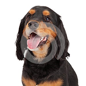 Head Shot of Gordon Setter Mix Breed Dog photo