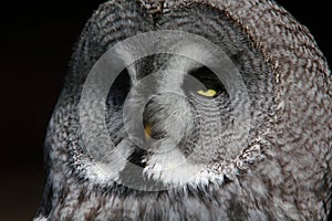 Head Shot of a Great Grey Owl