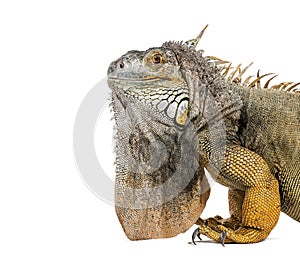 Head shot of a Green iguana, Iguana iguana, isolated on white