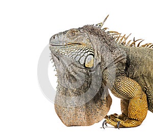 Head shot of a Green iguana, Iguana iguana, isolated on white