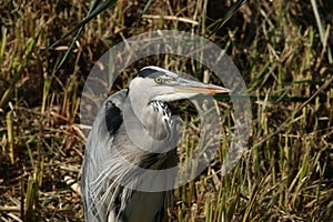 A head shot of a Grey Heron, Ardea cinerea, hunting at the edge of a river.