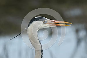 A head shot of a Grey Heron (Ardea cinerea) hunting for food at the edge of a river.