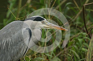 A head shot of a Grey Heron, Ardea cinerea, hunting for food in the reeds at the edge of a river.