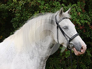 Grey Horse Head Shot