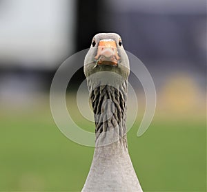 A head shot of a Greylag goose staring straight at you with big beady eyes