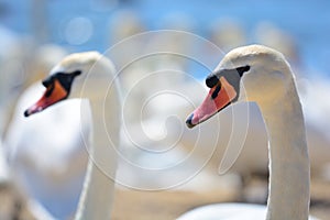 Head shot of a group of swans