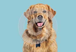 Head shot of a Happy panting Golden retriever dog looking at camera, wearing a collar and identification tag