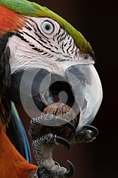 Head shot of a Harlequin Macaw parrot south america