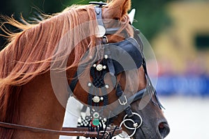 Head shot of a harnessed horse with blinds photo