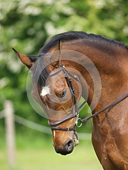 Head Shot of Horse Doing Dressage